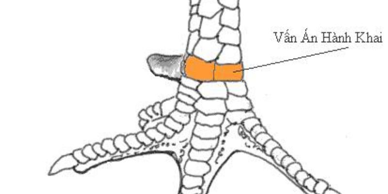 Đánh giá mức độ tốt xấu của vảy vấn cán