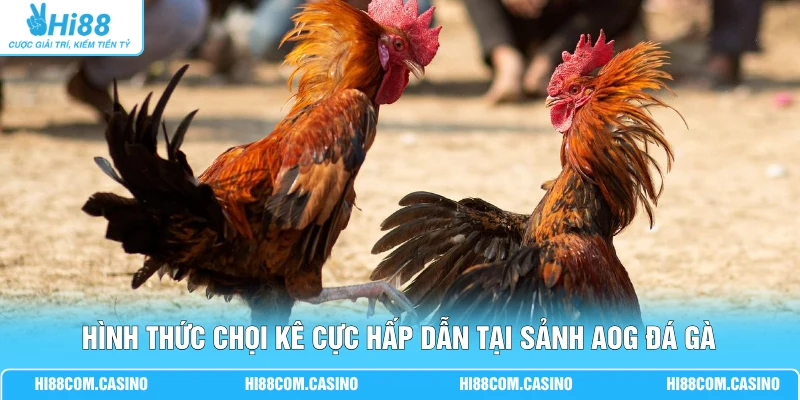 AOG Đá Gà Hi88 - Cuốn Hút Hàng Vạn Thành Viên Theo Dõi 2 Hình thức chọi kê cực hấp dẫn tại sảnh AOG đá gà