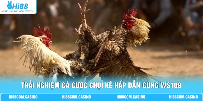 WS168 Đá Gà - Cá Cược Chọi Kê Trực Tuyến Cùng Hi88 1 Trải nghiệm cá cược chọi kê hấp dẫn cùng WS168