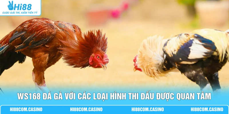 WS168 Đá Gà - Cá Cược Chọi Kê Trực Tuyến Cùng Hi88 2 WS168 đá gà với các loại hình thi đấu được quan tâm